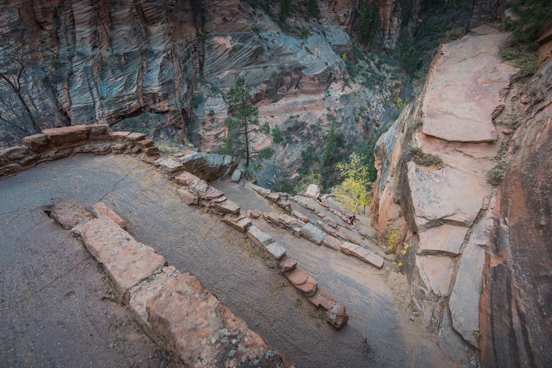 Walters Wiggles on Angels Landing Trail in Zion National Park