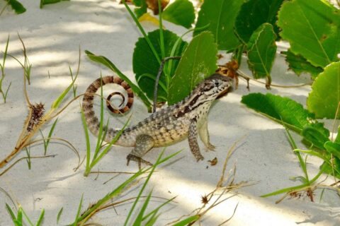 Curly Tail Lizard