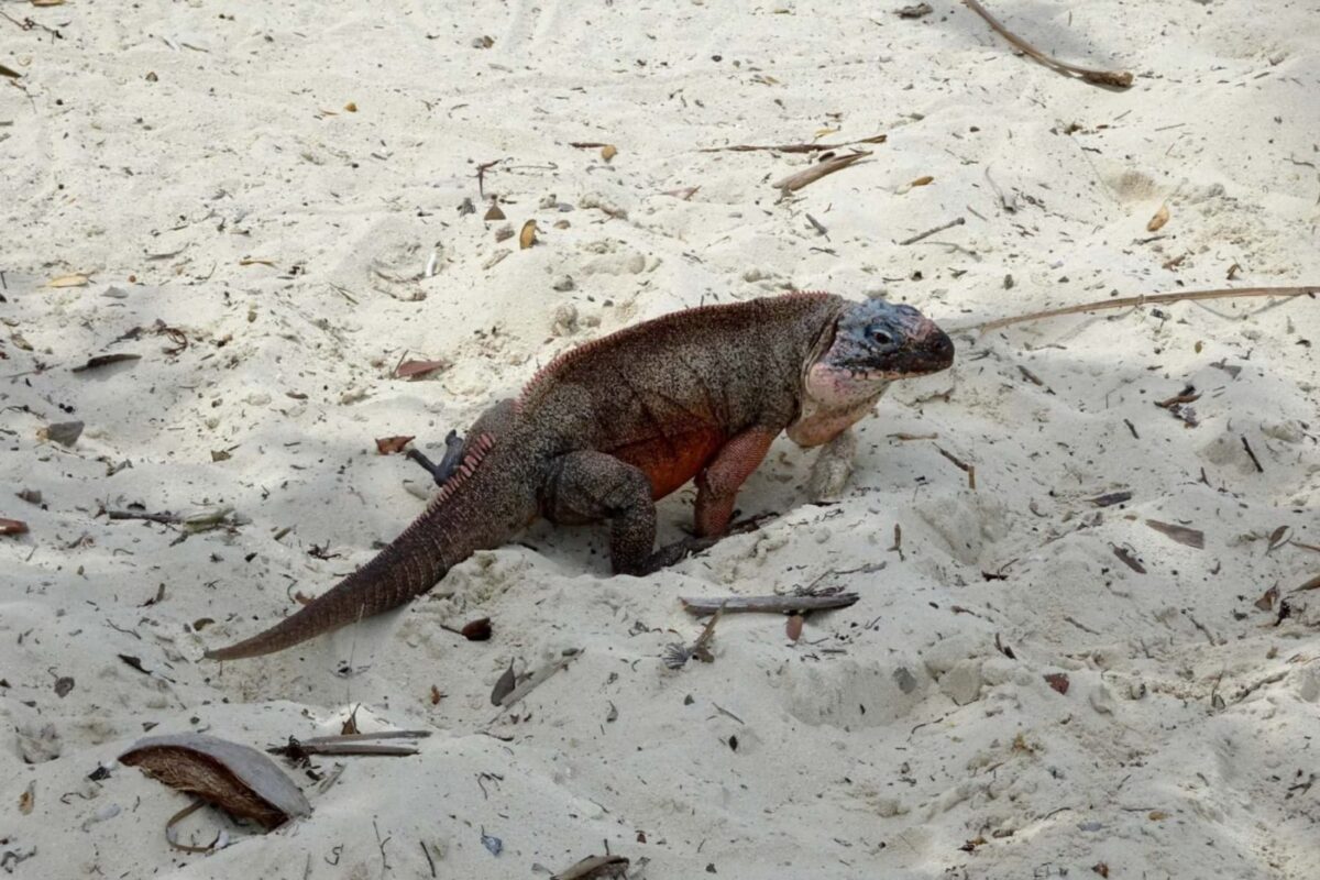 Northern Bahamian Rock Iguana