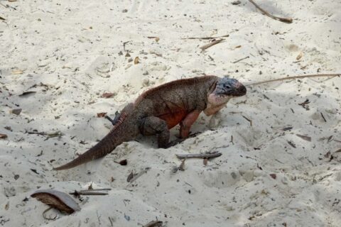 Northern Bahamian Rock Iguana