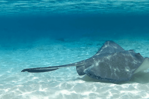 Stingray