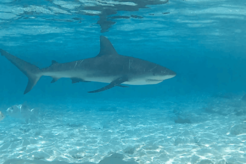 Caribbean Reef Shark