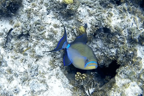 Queen Triggerfish