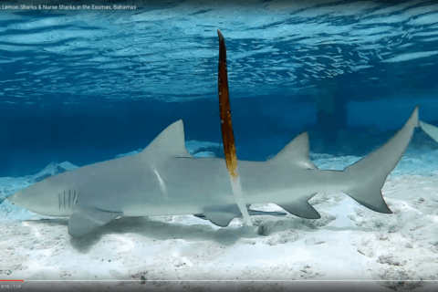 Lemon Sharks
