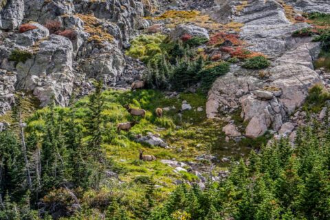 Secret Rocky Mountain Elk Oasis in Rocky Mountain National Park